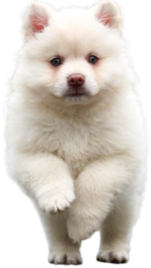 Imagem de cachorro