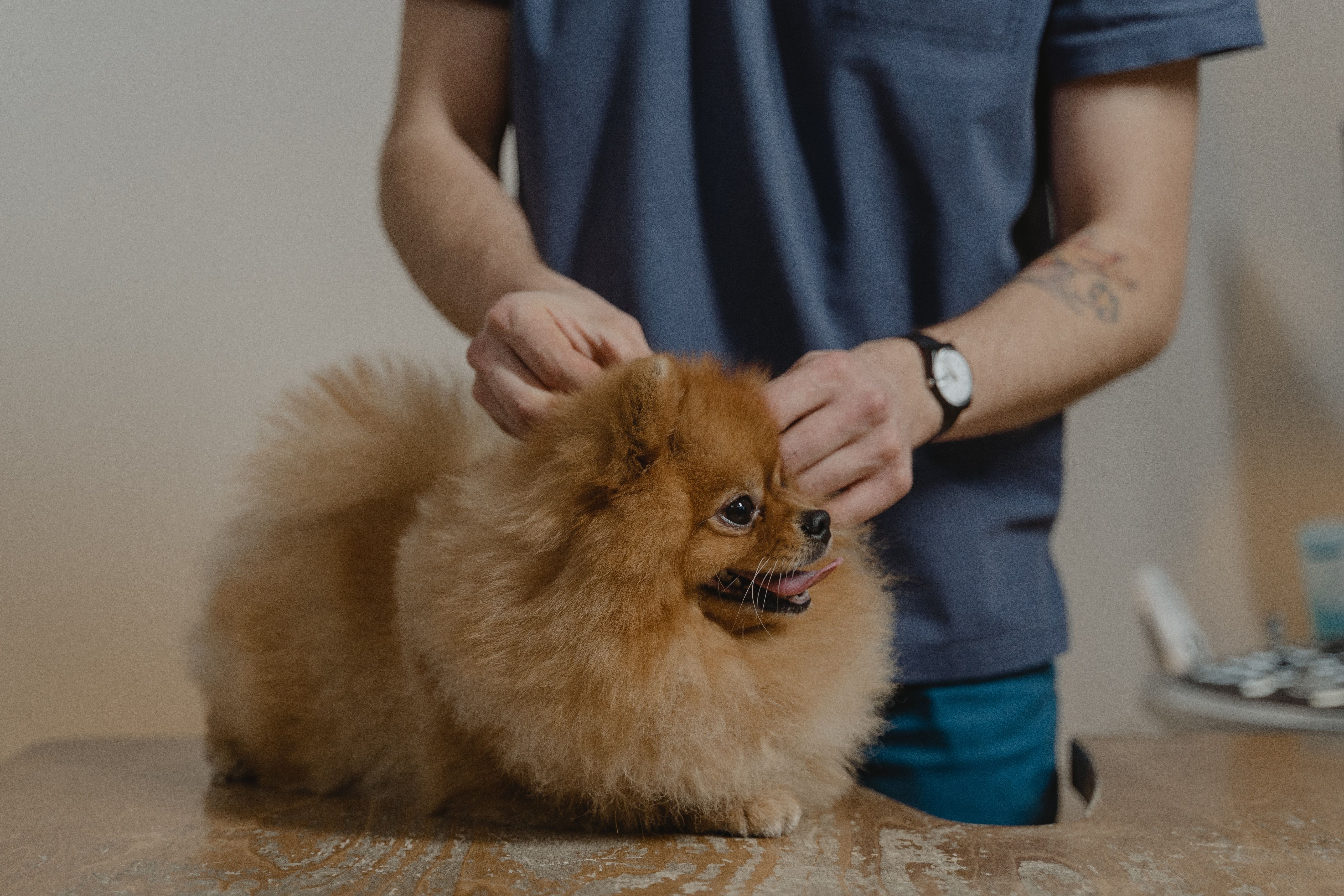 cachorro recebendo tratamento
