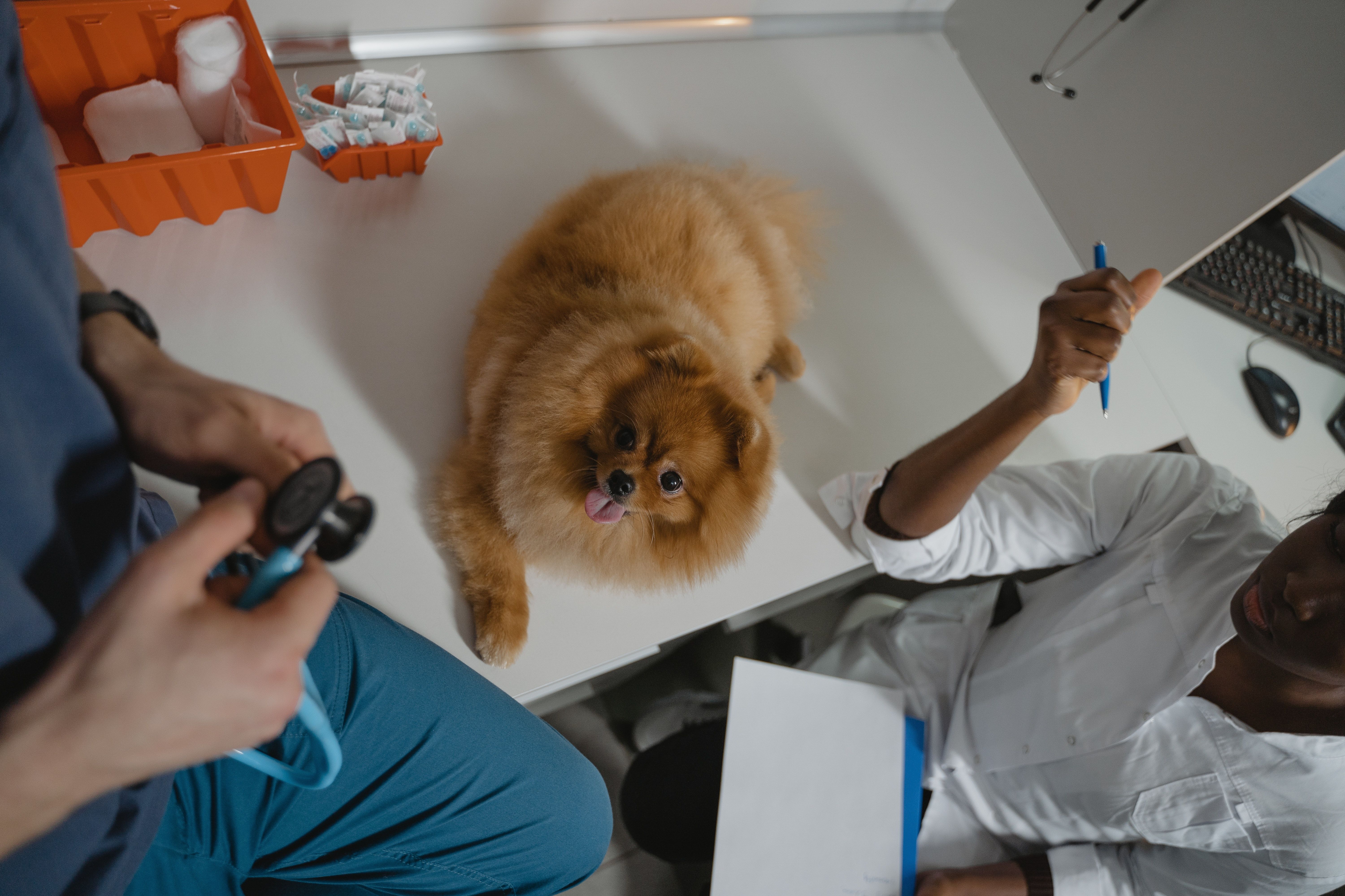 Funcionarios do petshop cuidando do cachorro