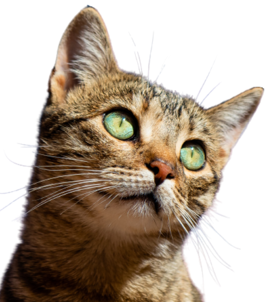 Imagem de um gato